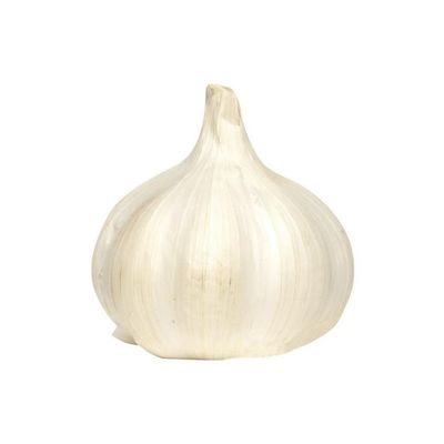 Knoflook