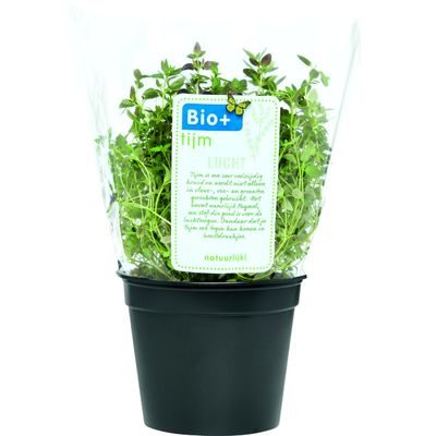 Biologische Kruidenplant Thijm