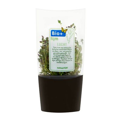 Biologische Kruidenplant Thijm